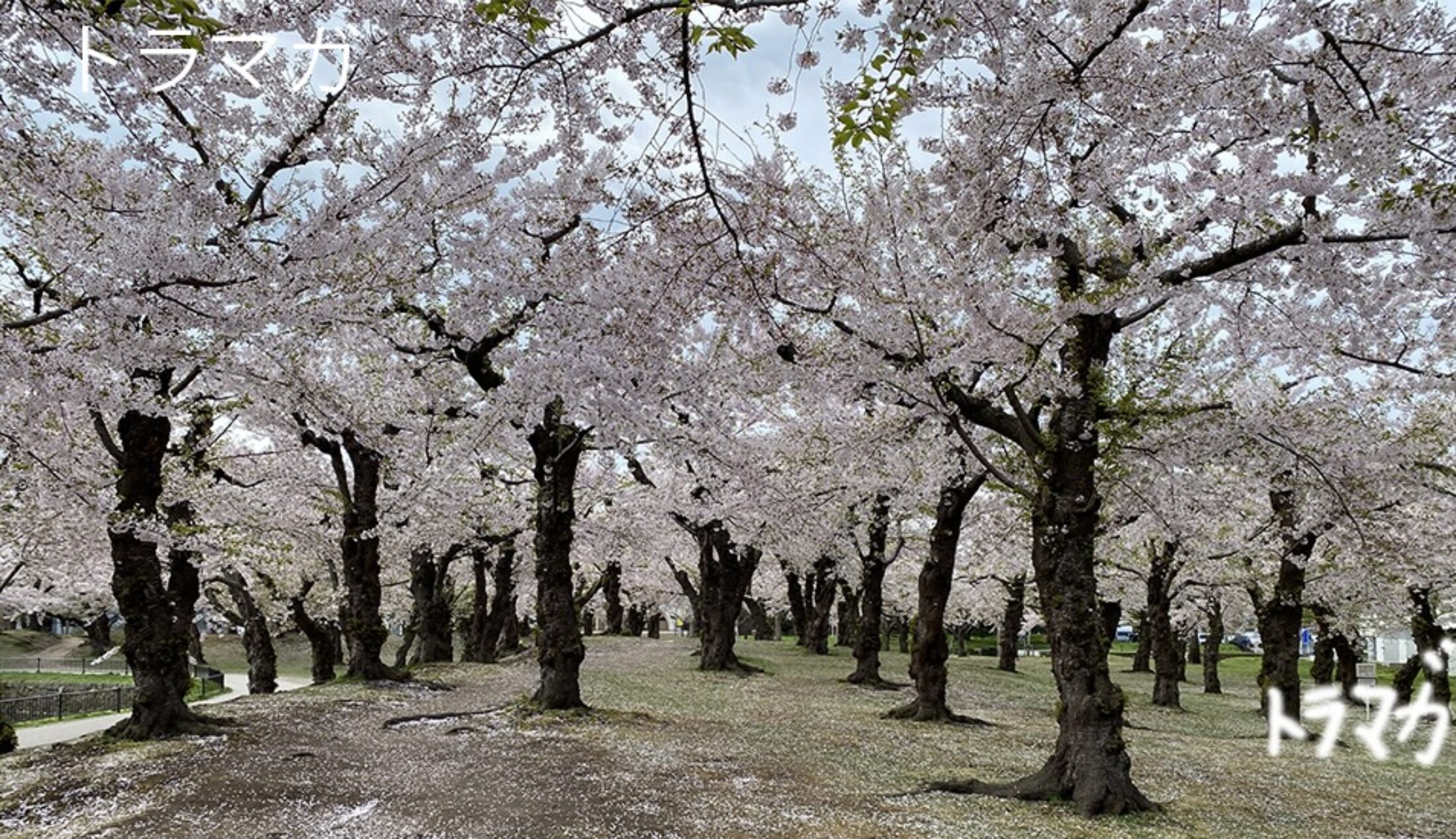 五稜郭の桜景色